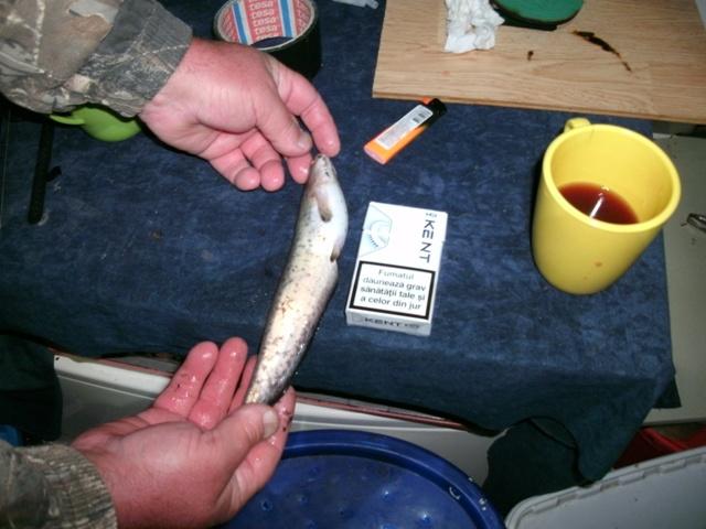 Bancuri - - Ieri am prins cea mai mare captură din viata mea, povestea vecinilor un pescar. Un crap, care, cînd l-am cîntărit, avea 8 kg.
- Da, confirmă băieţelul pescarului, şi tata a fost aşa de bun că l-a dat pisicuţei să-l mănînceâ€¦